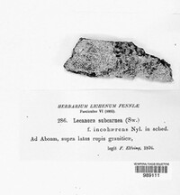 Lecanora subcarnea image